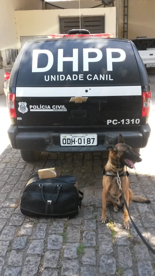 Zack atuou como cão farejador durante 14 anos  por Divulgação | Polícia Civil