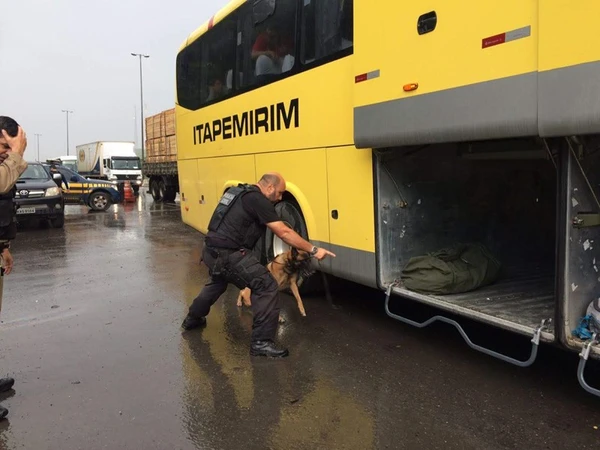 Zack atuou como cão farejador durante 14 anos  por Divulgação | Polícia Civil