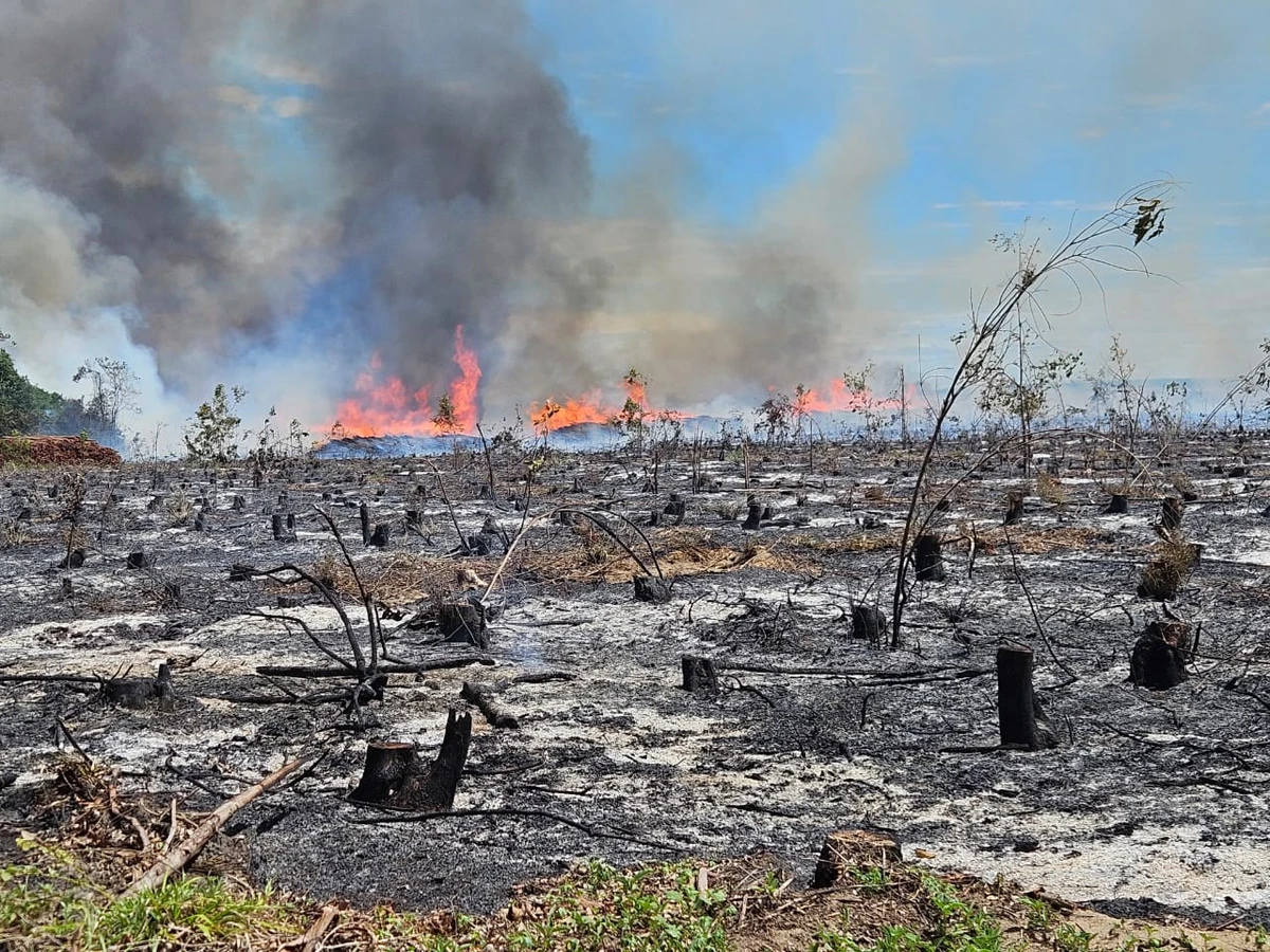 Chamas atingiram plantações e pilhas de eucalipto nas cidades do Norte do ES