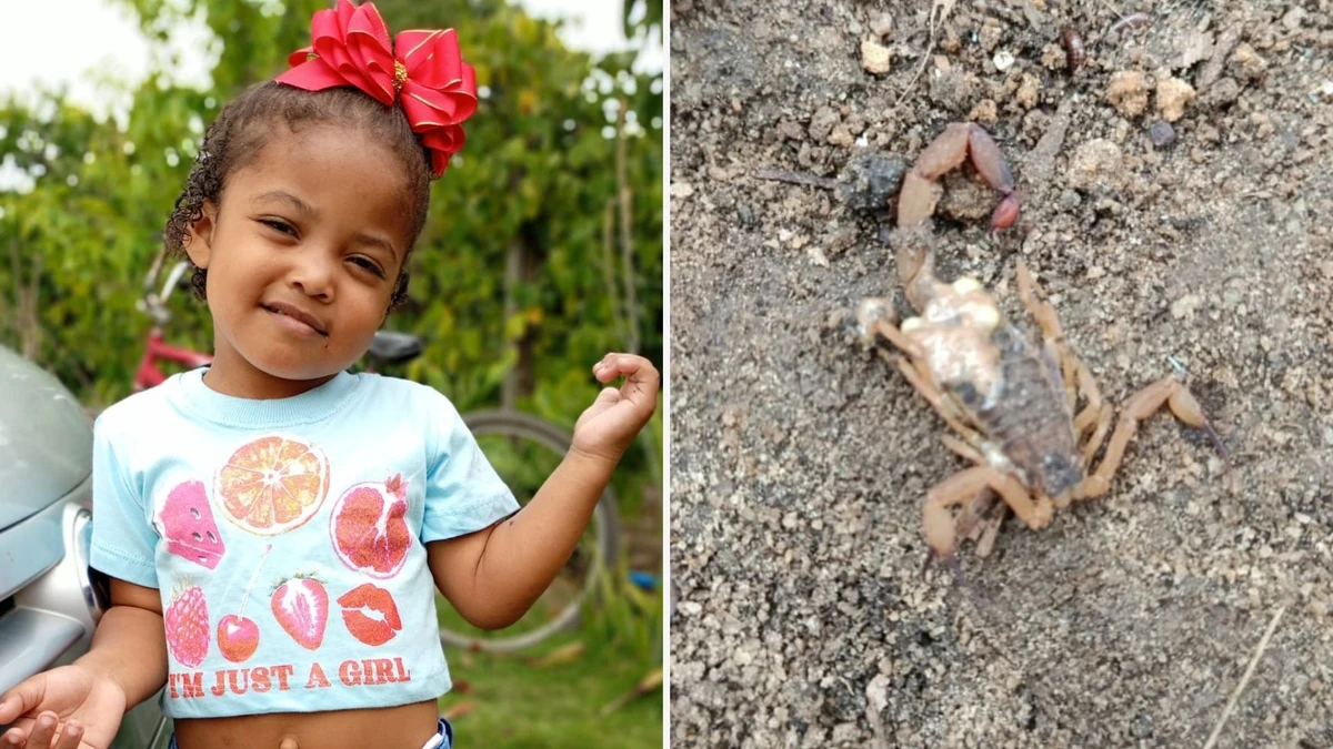 Menina de 3 anos é internada em estado grave após picada de escorpião