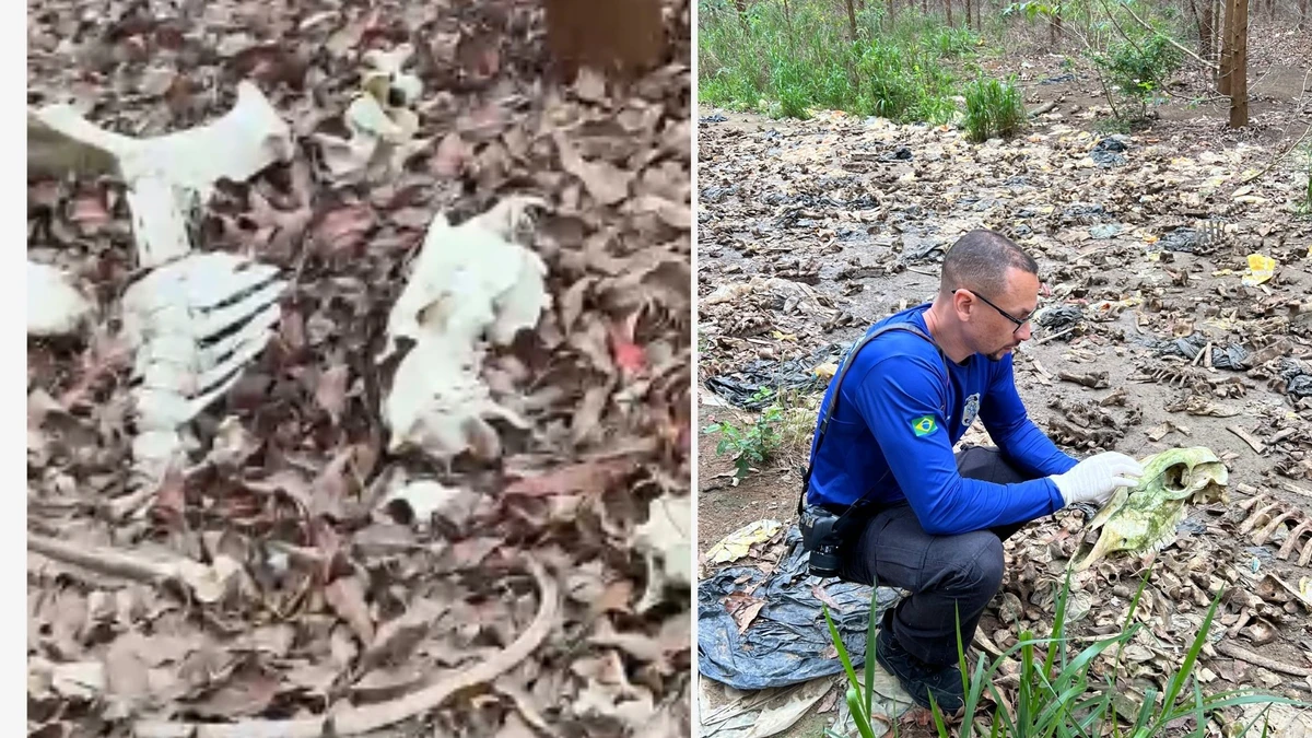 Polícia encontra ossada de animais que teriam sido mortos para carne ser vendida de forma irregular