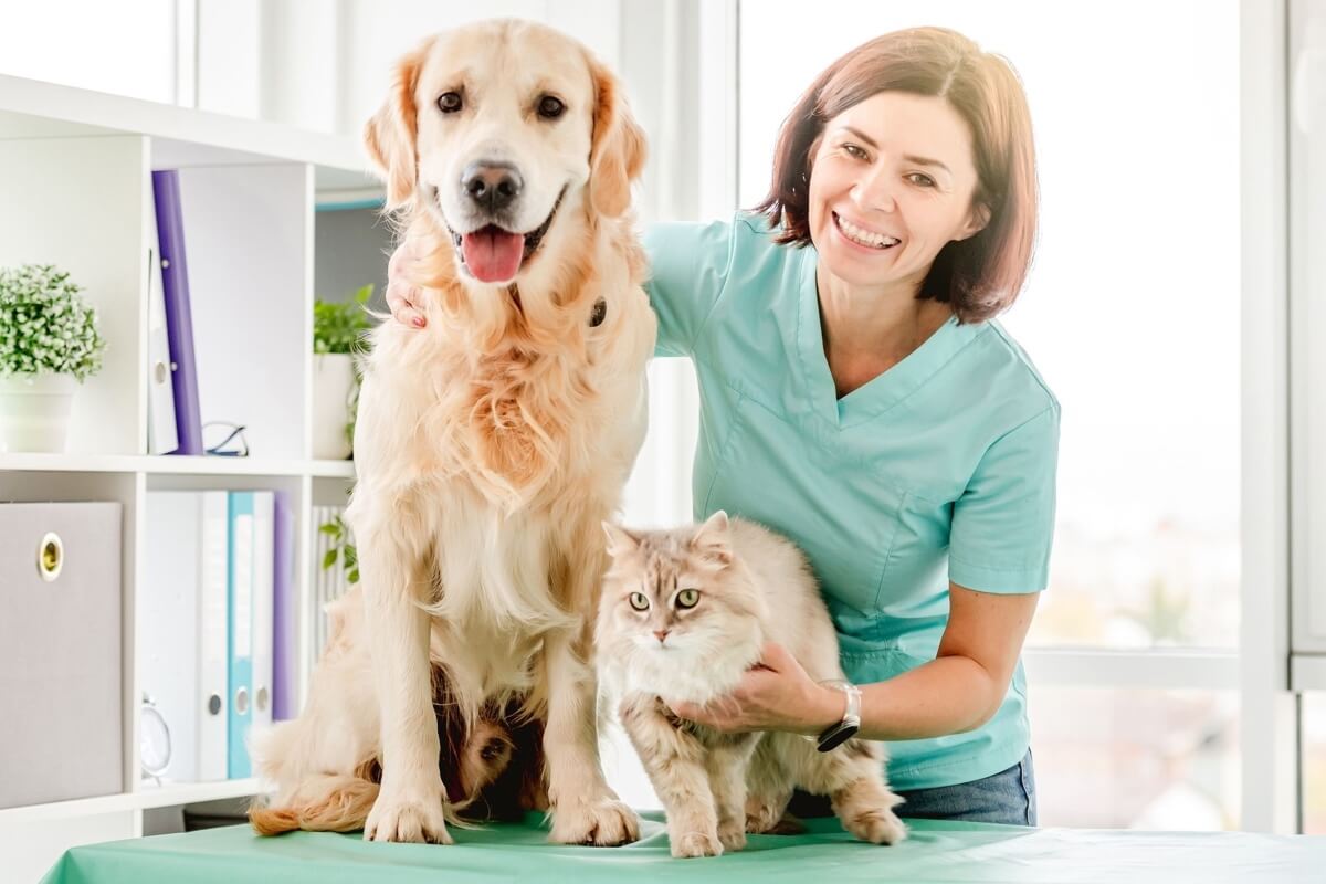 A medicina veterinária avançou muito nas últimas décadas, permitindo que doenças antes consideradas graves ou fatais sejam hoje controladas (Imagem: In Green | Shutterstock)