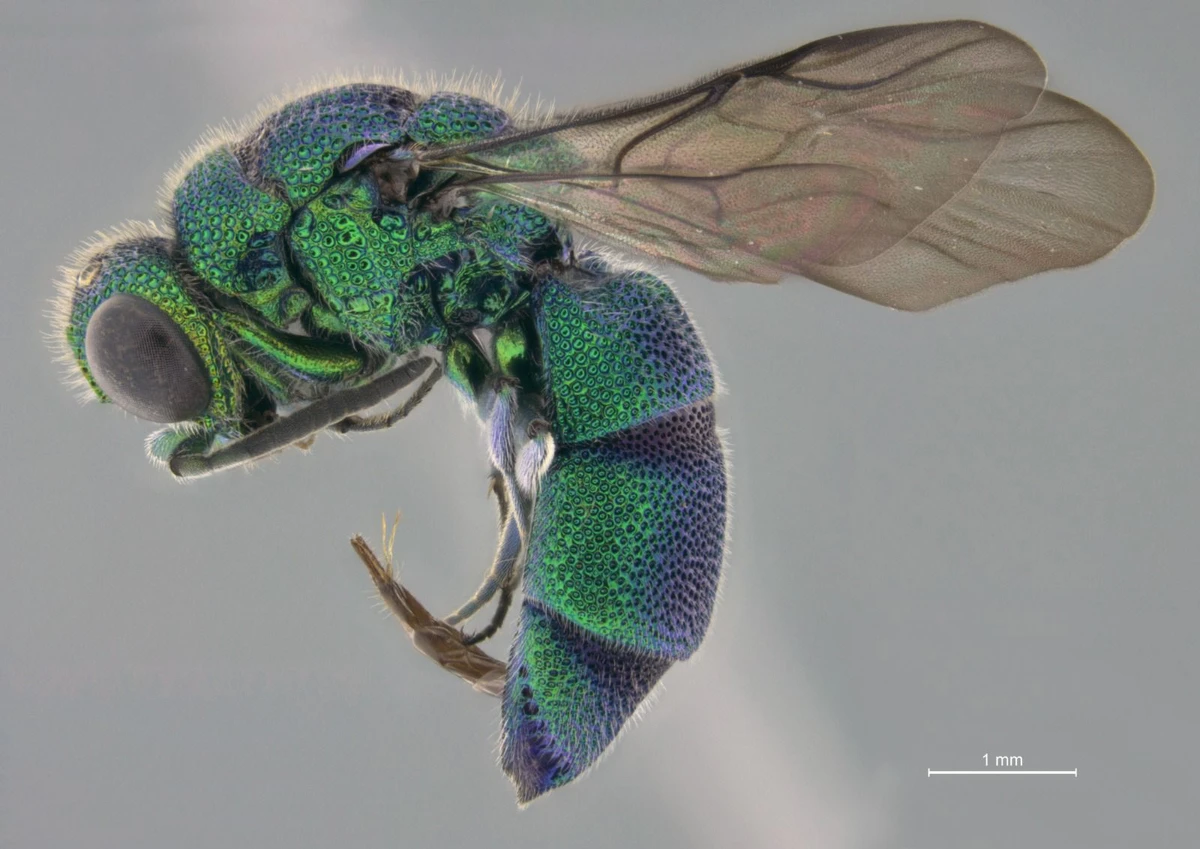 Estudo com vespas no ES