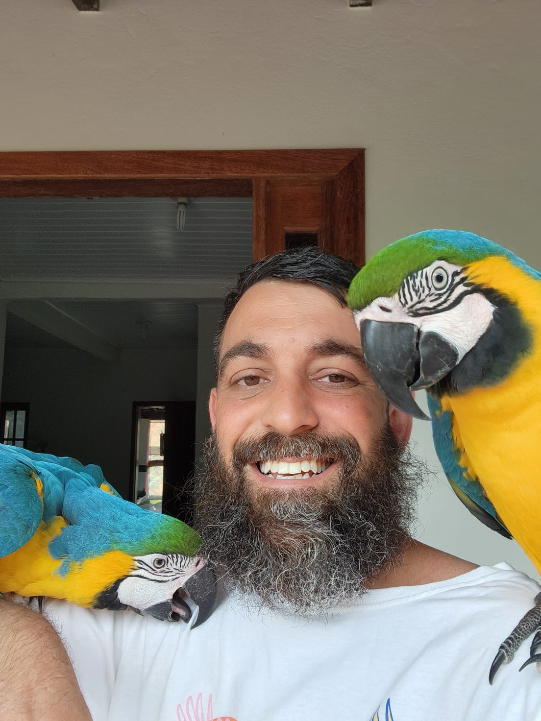 Kadu e Tiê são duas jovens araras criadas pelo veterinário Guilherme Figueira