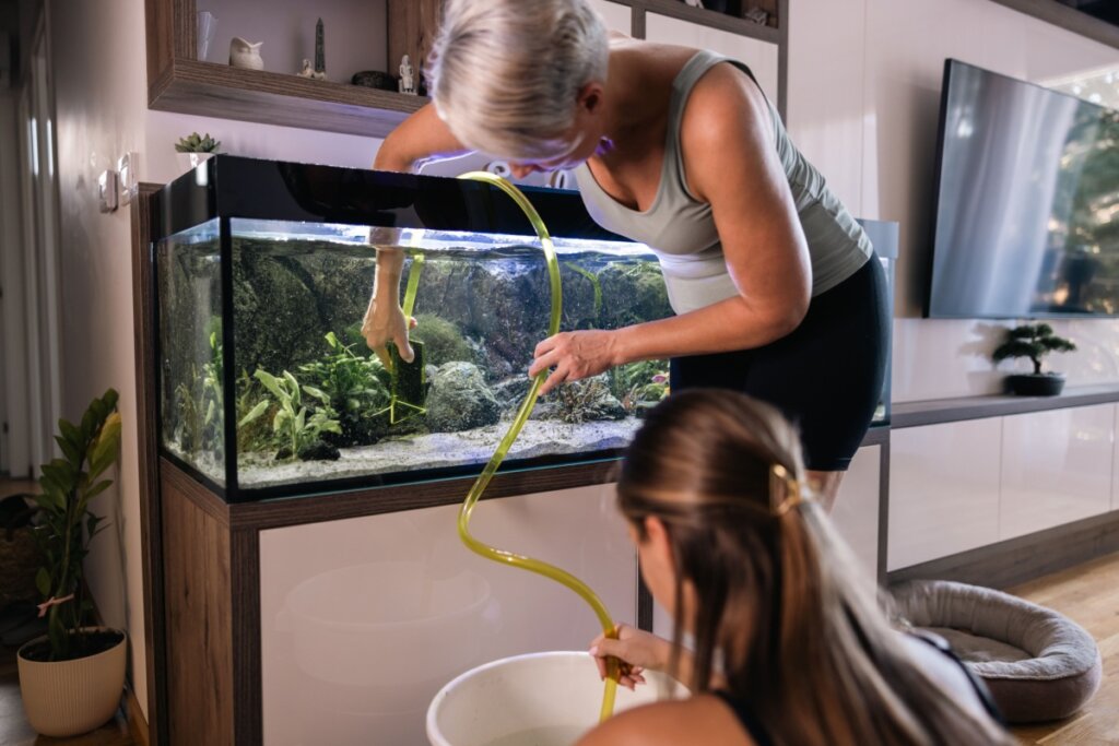 Os tutores precisam ficar atentos com a troca de água do aquário para manter a disponibilidade de oxigênio (Imagem: MilanMarkovic78 | Shutterstock)