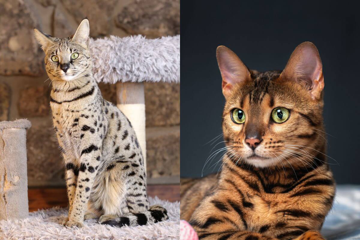 Apesar de semelhantes, os gatos savannah e bengal têm origens, personalidades e necessidades bastante distintas (Imagem: AJR_photo e shymar27 | Shutterstock)