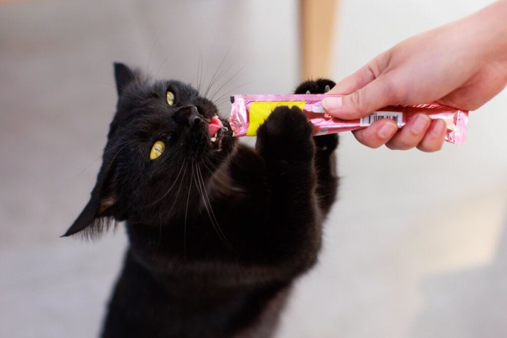 Congelar patês e sachês pode ser uma ótima maneira de incluir os gatos nas comemorações e contribuir com o consumo de água deles (Imagem: Bangkok Click Studio | Shutterstock)