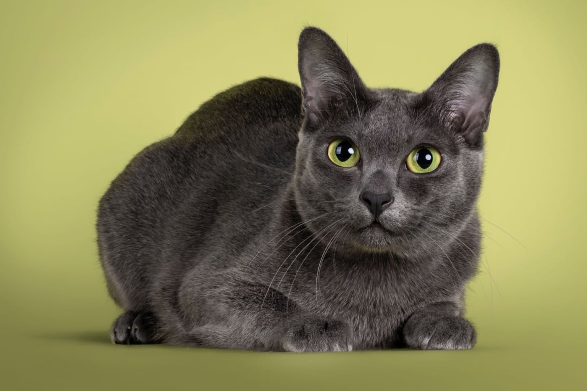 O gato da raça korat é considerado um símbolo de sorte e prosperidade (Imagem: Nynke van Holten | Shutterstock)