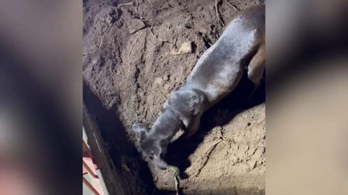 Cadela Teteia, mãe da filhote, ajudou bombeiros no resgate