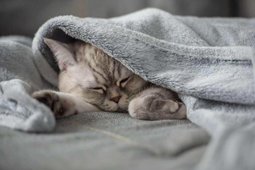 Pipo é uma boa opção de nome para gatos que amam dormir enroscados no cobertor (Imagem: Daniel Chetroni | Shutterstock)