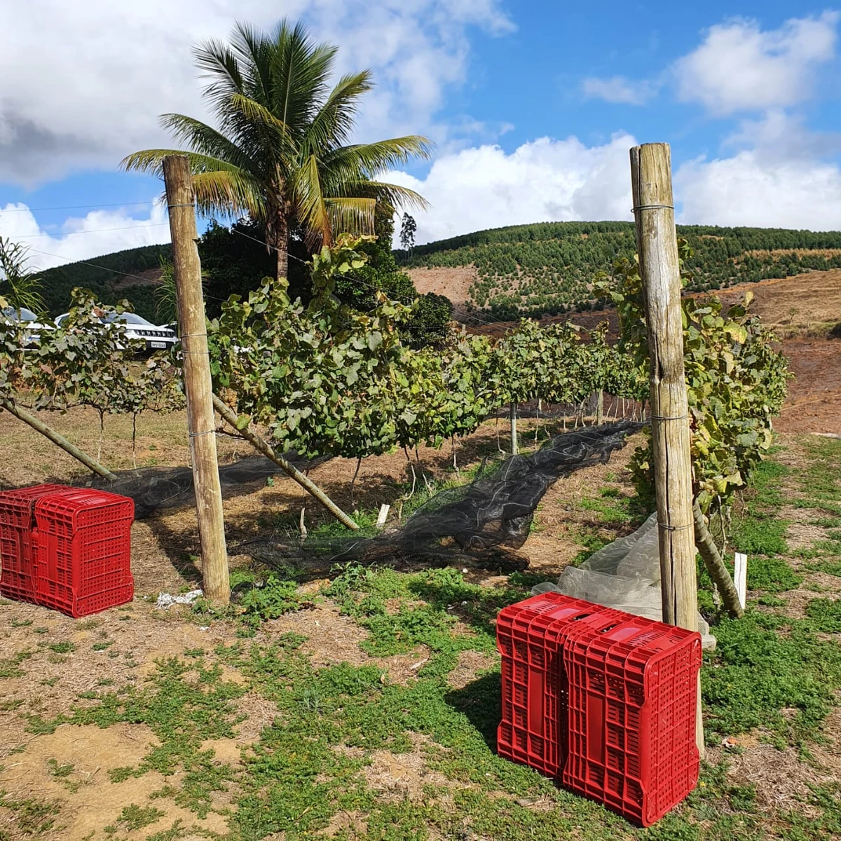Plantio e colheita de uvas Alvarinho na vinícola Tabocas, no Vale do Tabocas, em Santa Teresa