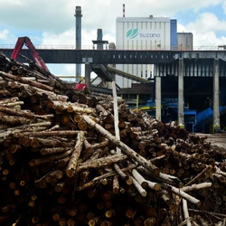 A companhia terá de reduzir a produção de celulose em Aracruz, um dos maiores parques produtivos do mundo, por falta de madeira no Estado
