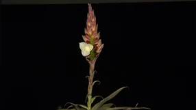 A Gazeta - ingmcy51k