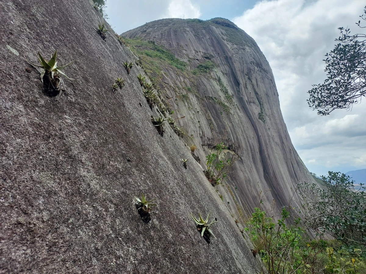 A espécie foi localizada em um floramento rochoso isolado