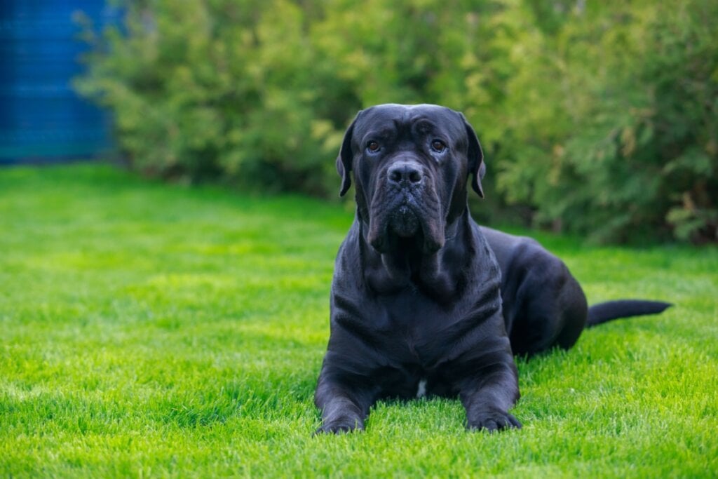 O cane corso tende a ser mais pesado e largo (Imagem: Olga Aniven | Shutterstock) 