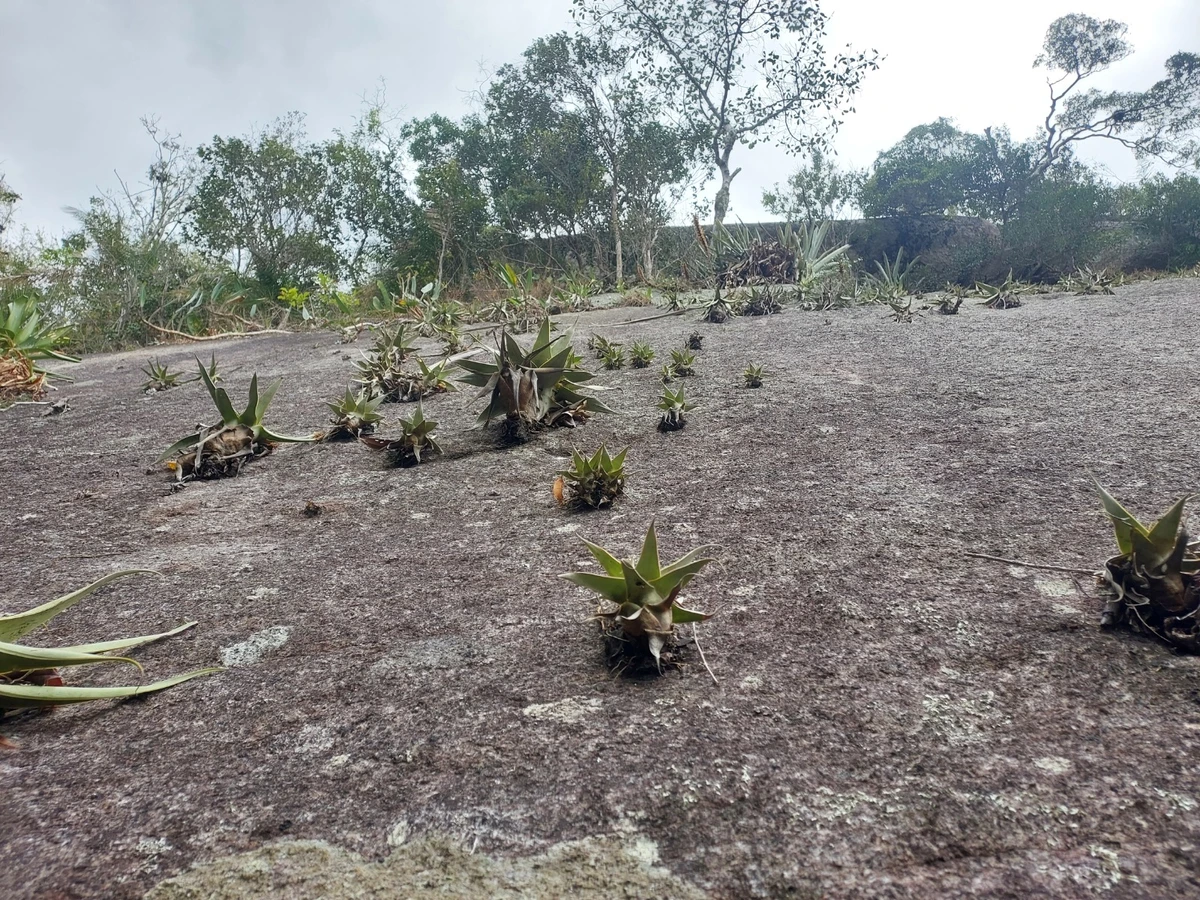 Estão sendo realizadas expedições para identificar as espécies que ocorrem no local
