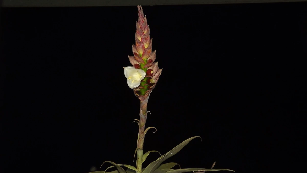 o formato da planta lembra uma dama elegante