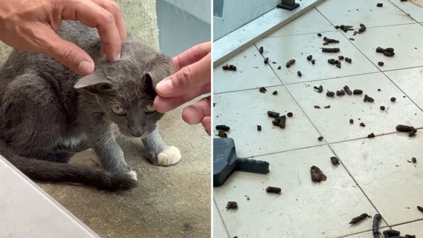 Seis animais, entre cães, gatos e coelho, foram encontrados em ambiente sujo, sem água potável e alimento adequado, em um apartamento na Praia da Costa