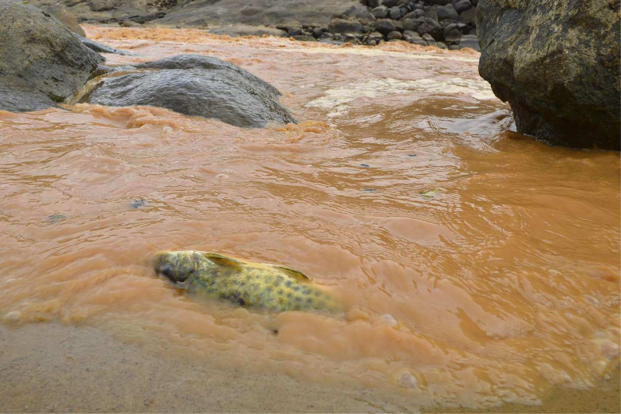 Lama de rejeitos de minério de ferro no Rio Doce em Baixo Guandu