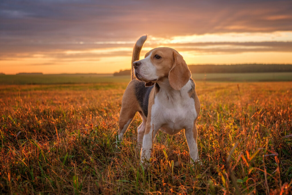 O beagle é uma raça curiosa, independente e sociável(Imagem: Alexey Androsov | Shutterstock)