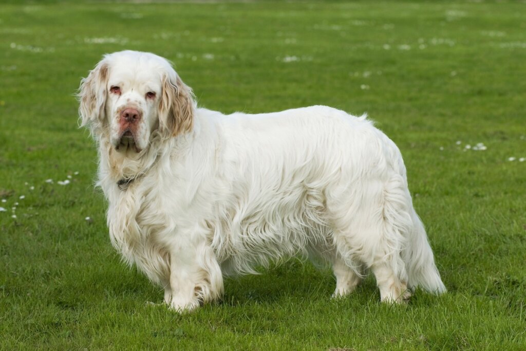 O clumber spaniel é dócil e leal, preferindo o convívio tranquilo com o tutor (Imagem: Dora Zett | Shutterstock)