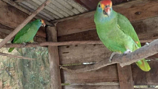 Carne de animais silvestres com sinais de putrefação foi destruída e descartada