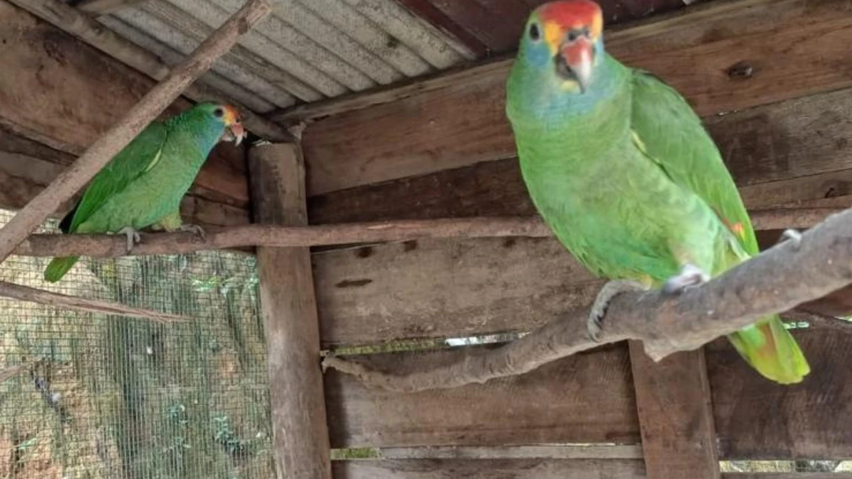 A Polícia Militar Ambiental encontrou dois papagaios mantidos em cativeiro e carnes de pacas e tatus durante fiscalização em propriedade rural no Noroeste do Espírito Santo