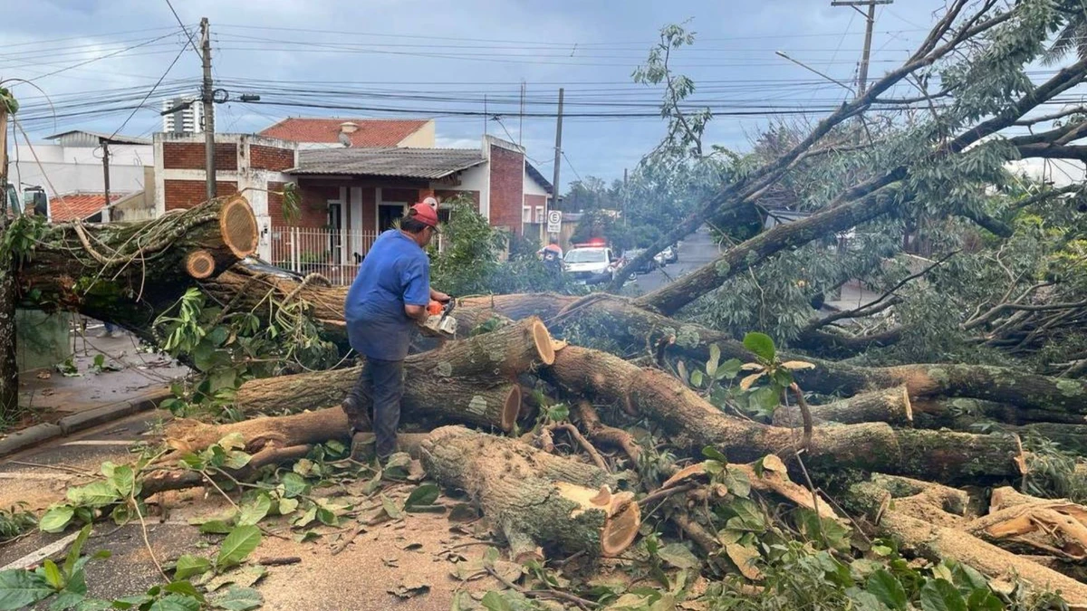 Árvores caídas após temporal em Assis, interior de São Paulo