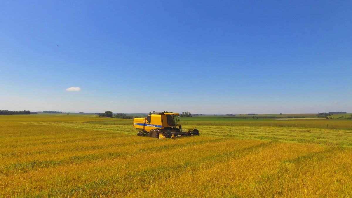 Plantação de arroz e trator