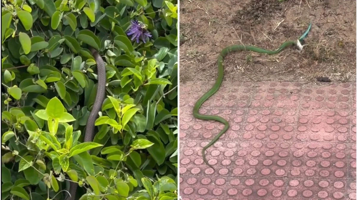 O biólogo esclareceu ainda que as cobras registradas em vídeos que circulam nas redes sociais, como a parelheira e a cobra verde, são venenosas, mas não representam risco elevado