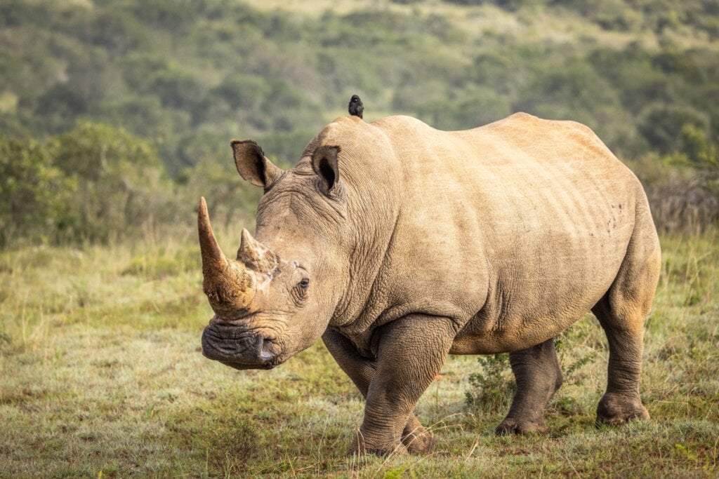 A estrutura espessa da pele protege o rinoceronte de galhos, espinhos e até mordidas de predadores (Imagem: Gunter Nuyts | Shutterstock)