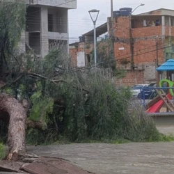 Corpo de Bombeiros realizou o corte do tronco e a EDP confirmou que não houve interrupção no fornecimento de energia elétrica