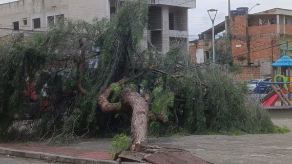Corpo de Bombeiros realizou o corte do tronco e a EDP confirmou que não houve interrupção no fornecimento de energia elétrica