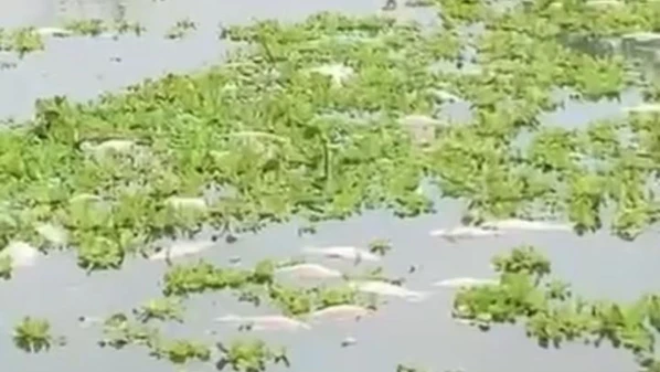 Secretaria Municipal de Meio Ambiente informou que as altas temperaturas dos últimos dias podem ter reduzido o nível de oxigênio na água, provocando a morte dos animais