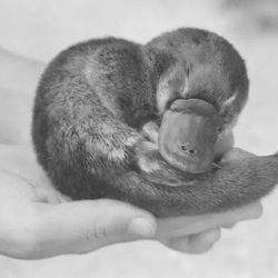 Em 1943, um navio camuflado cruzou dois oceanos com uma missão secreta: entregar um ornitorrinco a Winston Churchill. O plano terminou em tragédia e foi cercado de rumores por décadas. Só agora, 80 anos depois, conhecemos os verdadeiros motivos que levaram à morte do animal.