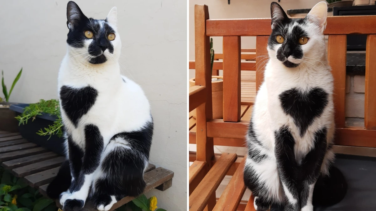  Thor é o vencedor da quarta edição do Concurso Cultural “O Gato SRD Mais Bonito do Brasil”
