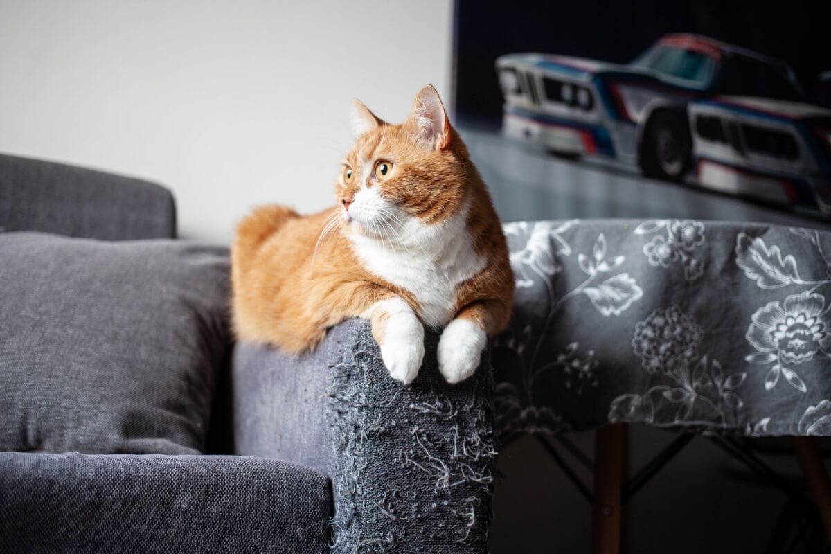 Os gatos arranham móveis como uma forma de comunicação e autocuidado (Imagem: Tatiana Osipova | Shutterstock)
