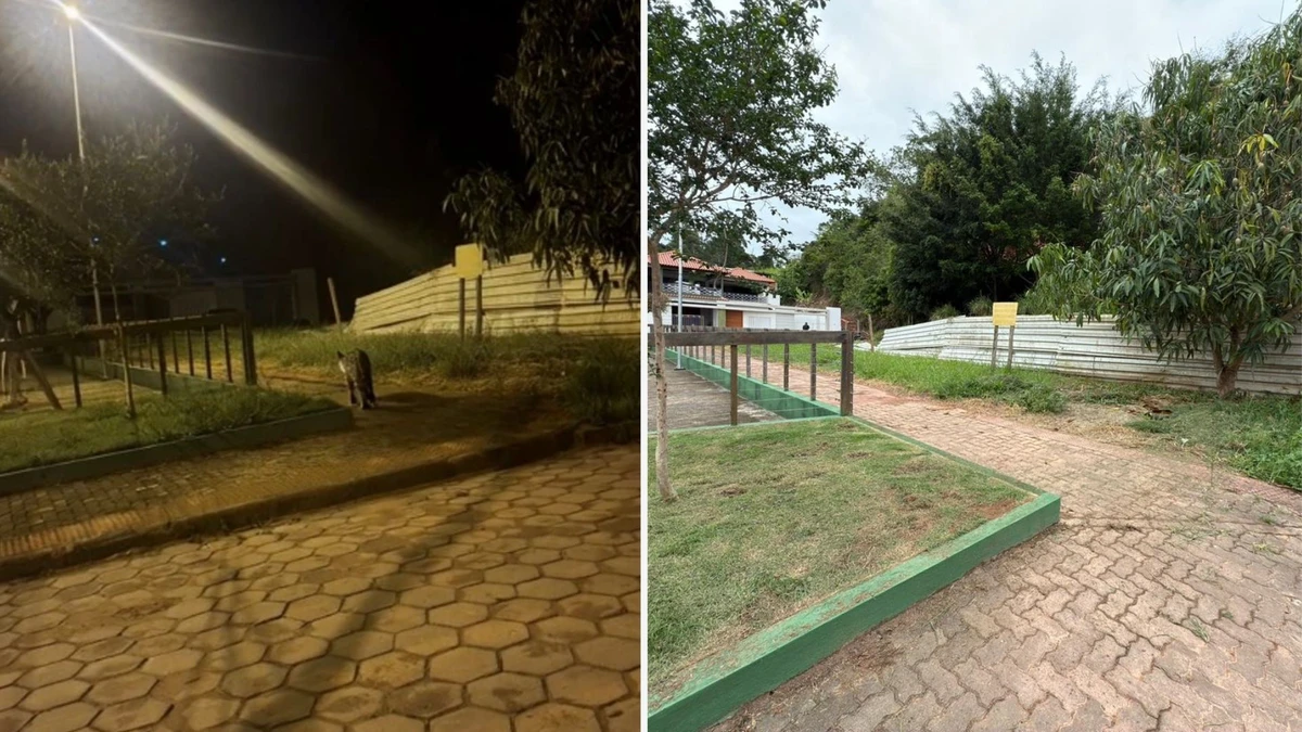 Jaguatirica foi avistada Praça José Júlio de Souza, no bairro Santa Cecília, em Guaçuí
