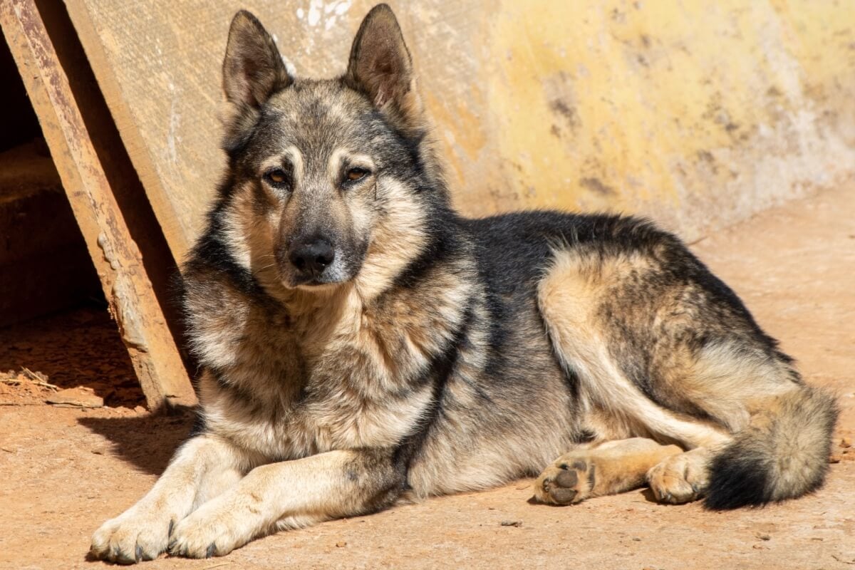 Conhecido como “policialzinho”, o cão pastor da Mantiqueira domina o pastoreio mesmo em terrenos acidentados (Imagem: fvolu | Shutterstock)