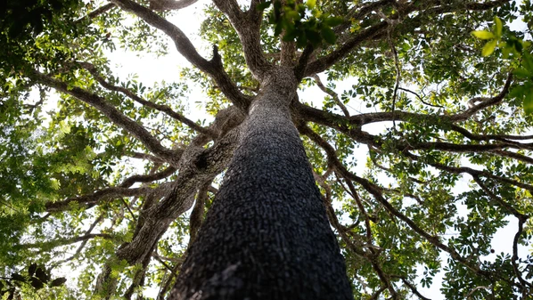 O resultado é um mundo onde as distopias já não pertencem ao campo da ficção, mas ao cotidiano de bilhões que enfrentam fome, violência, deslocamentos forçados e a degradação acelerada da natureza