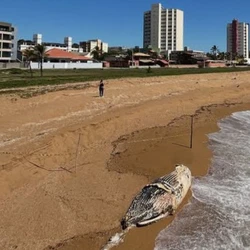 Animal é um macho que mede cinco metros de comprimento e apareceu na Praia Central, na manhã de quinta-feira (13)