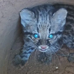 Felino estava dentro de um buraco e foi encontrado por um morador que estava cavando para instalar iluminação elétrica