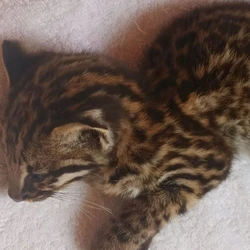 Felino foi encontrado debilitado e encaminhado para atendimento veterinário antes de seguir para reabilitação e retorno à natureza