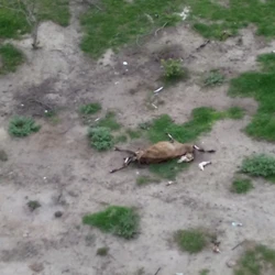 Ação aconteceu na manhã desta quinta-feira (13) e um homem foi detido; segundo as investigações, ele também produzia leite com substâncias ilegais