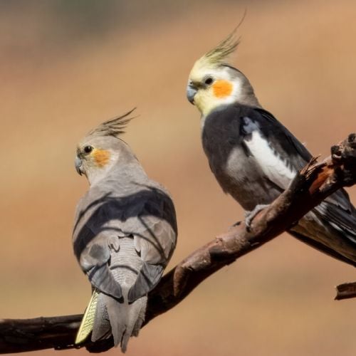 Imagem - 8 curiosidades interessantes sobre as calopsitas