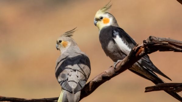Encantadoras, inteligentes e expressivas, essas aves estão conquistando cada vez mais espaço nos lares brasileiros