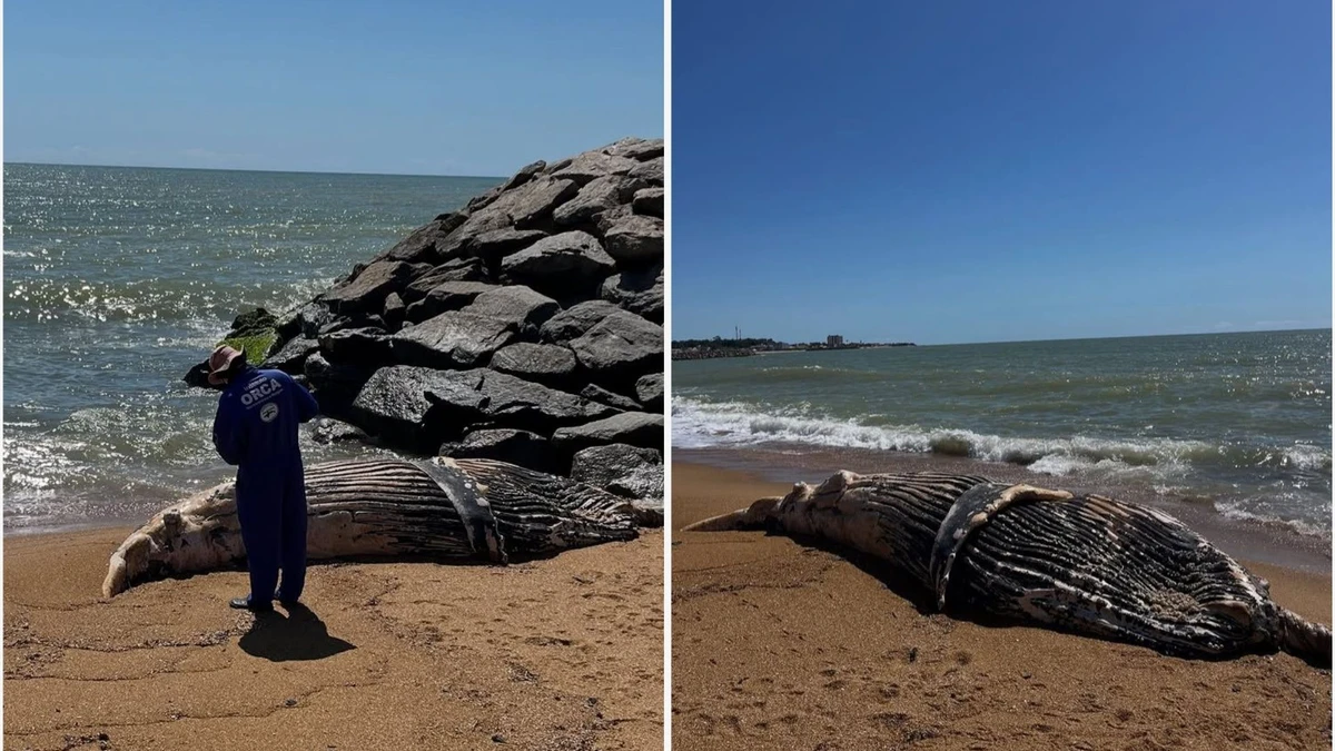 Filhote de baleia-jubarte é encontrado morto na Praia Central, em Marataízes