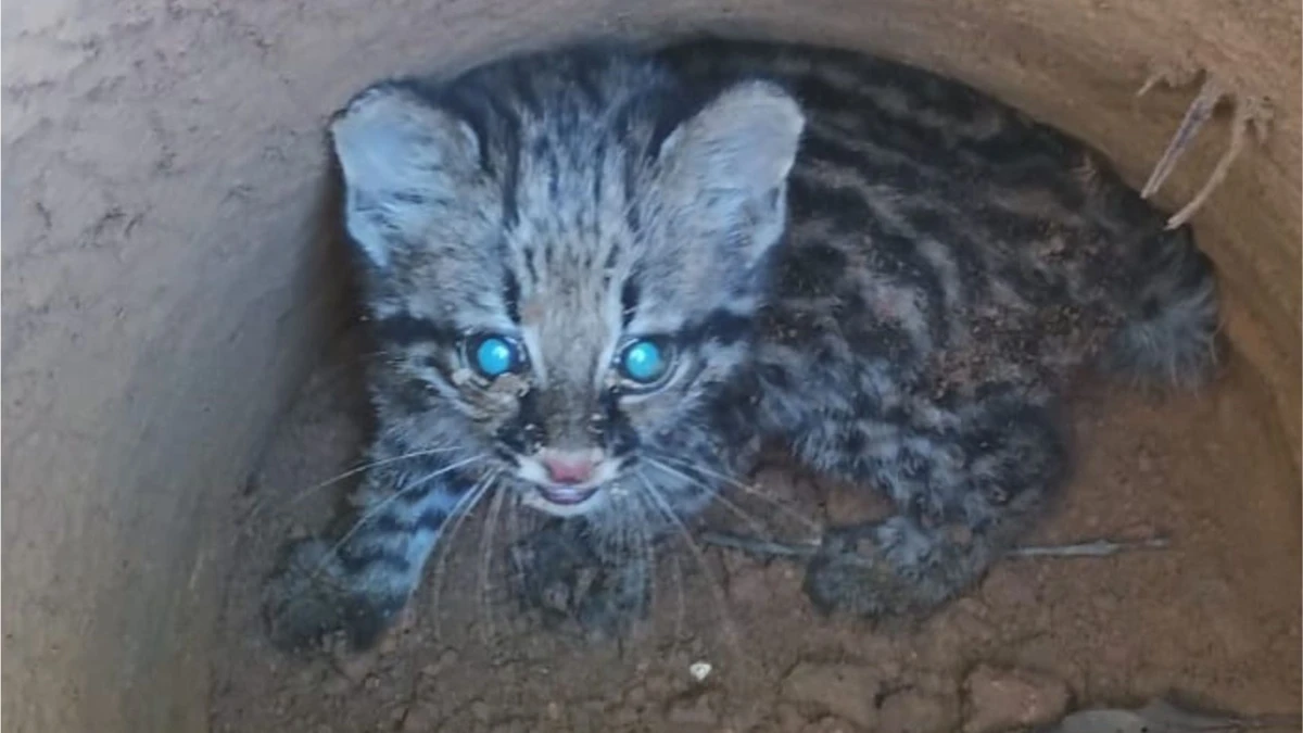 Filhote de jaguatirica foi encontrado em propriedade rural em Vargem Alta