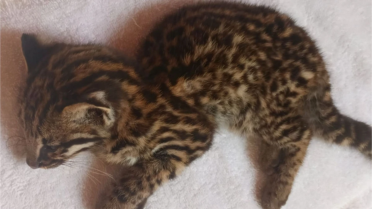 Animal foi encontrado debilitado e encaminhado para atendimento veterinário antes de seguir para reabilitação e retorno à natureza.
