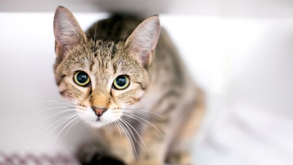 Inspire-se em sugestões únicas e significativas para batizar felinos com personalidade tranquila e encantadora